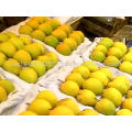 Fresh Mango ( New Crop )